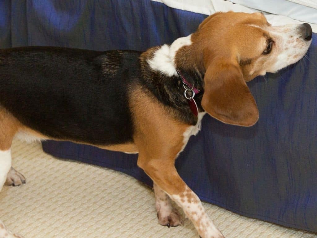 Chien détecteur reniflant des punaises de lit