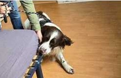 Chien renifleur punaises de lit Margency 95580